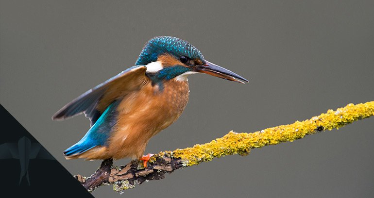 zimorodek kompensacja